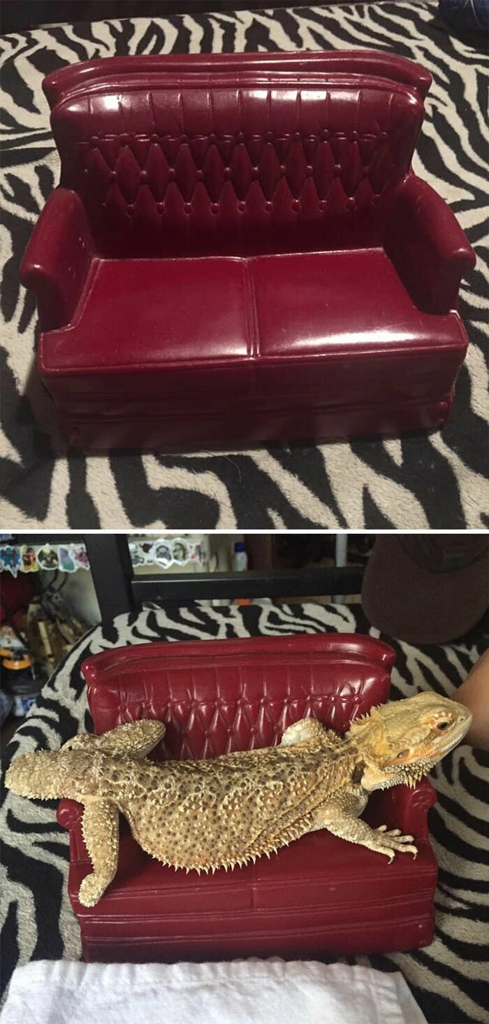 14. "Нашла этот миленький диванчик в моей любимой комиссионке. Посчитала, что он подойдет по размеру моей ящерице, и он ей действительно понравился"