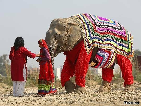 Слоны – один из символов, достопримечательностей и туристических аттракционов...