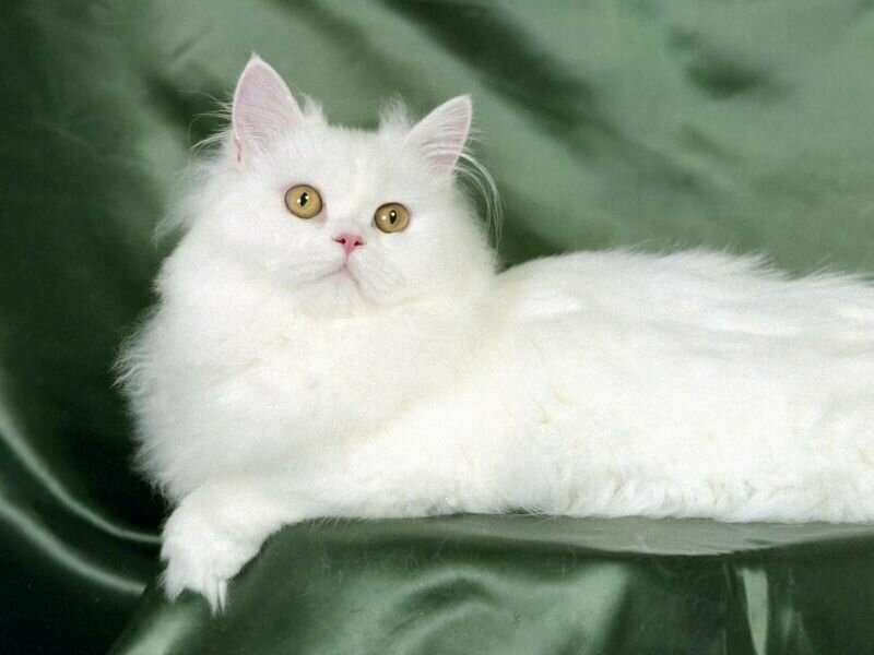 8. Персидская кошка