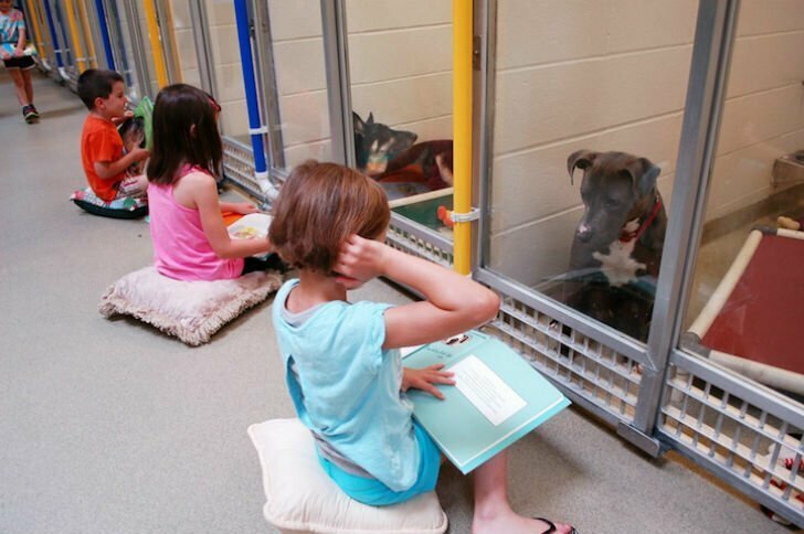 Поэтому для приюта в штате Миссури Джо Клепаки придумал программу «Читающие друзья» (The Shelter Buddies Reading), которая помогает адаптироваться запуганным собакам. Суть терапии заключается в том, что дети 6-15 лет выбирают застенчивое животное (пр
