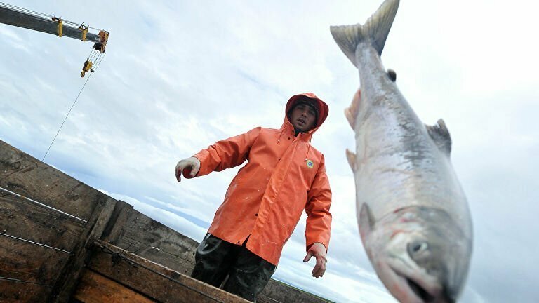 Убивайте их: в Норвегии пожаловались на вторжение «русских лососей»