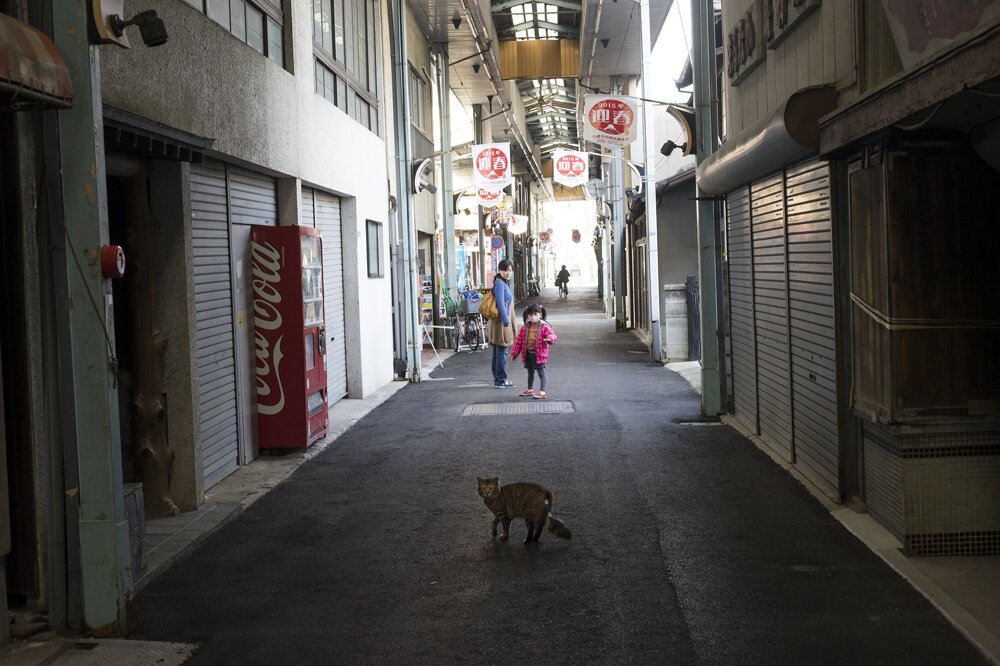 Hello street cat live. Кошка на улице. Коты на улицах Японии. Город котов. Корея кошки на улице.
