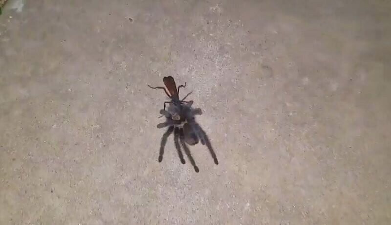 Шокированная женщина засняла момент, когда оса тащила паука-тарантула к своему гнезду