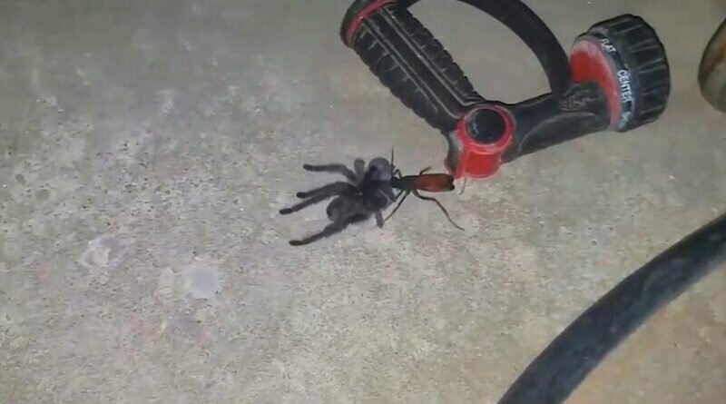 Шокированная женщина засняла момент, когда оса тащила паука-тарантула к своему гнезду