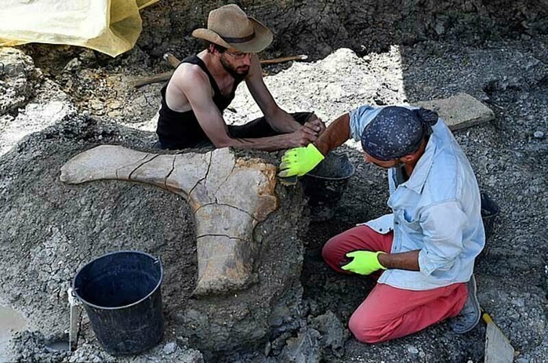 Ученые нашли 2-метровую бедренную кость весом полтонны, принадлежавшую гигантскому динозавру