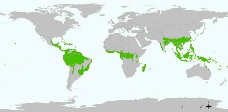 15. Карта влажных тропических лесов мира