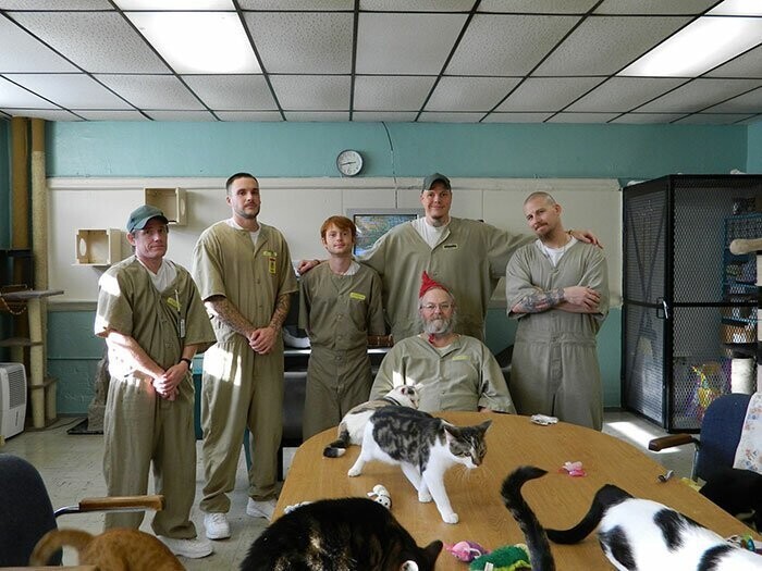 В американской тюрьме заключенным поручают заботу о кошках