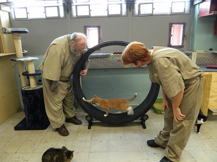 Идея заключалась в том, чтобы забрать кошек из приюта и отдать их на поруки заключенным
