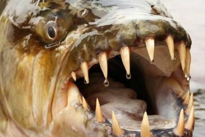 Рыбак в Африке выловил огромную пиранью, которая может нападать даже на крокодилов