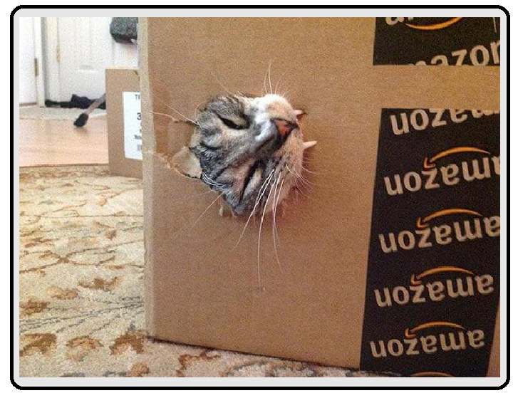 Кот Шредингера в коробке, который ни жив, ни мертв