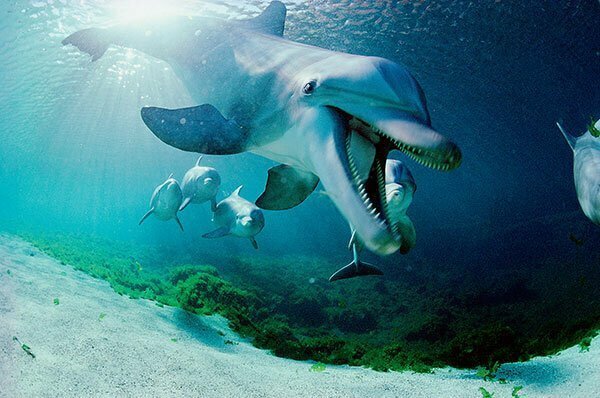 3. Дельфин — единственное млекопитающее, рождение которого начинается в прямом смысле с хвоста, а не с головы.