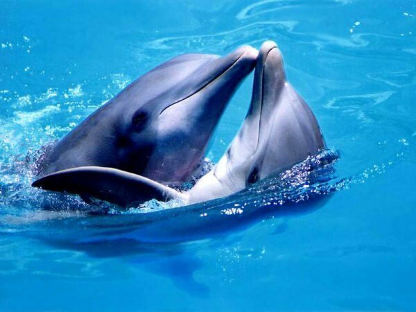 8. Древние греки за убийство дельфина карали виновника смертной казнью.
