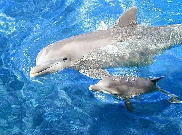 4. Дельфины — млекопитающие, а у всех млекопитающих есть волосы. У дельфинов тоже — во всяком случае, у детёнышей. У них растут «усики», которые поначалу помогают малышу отыскивать мать. Впрочем, немного погодя эти волоски исчезают.