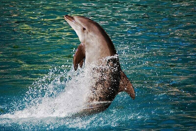 25. В округе Лагуна, Бразилия дельфины уже несколько сотен лет трудятся бок о бок с местными рыбаками — загоняют в сети улов. Рыбаки взамен делятся с ними пойманной рыбой.