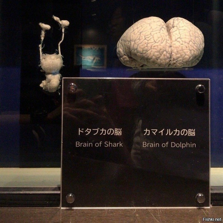 Слева мозг акулы, справа — дельфина