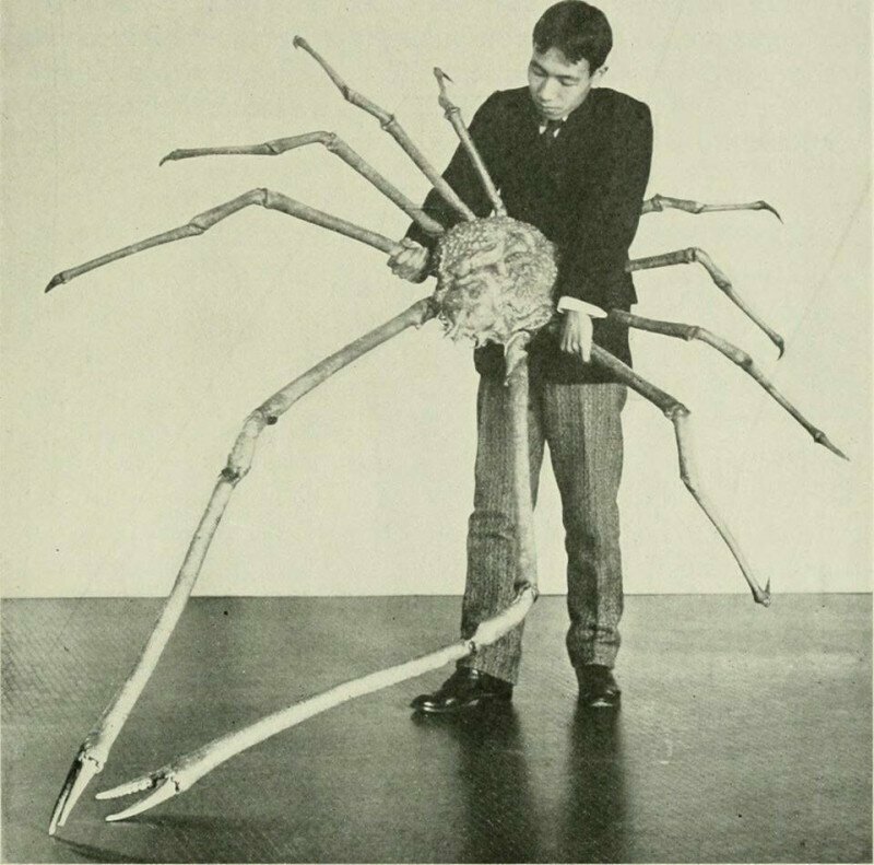 Гигантский краб-паук, Япония, 1904 г