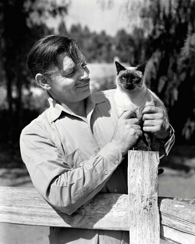Кларк Гейбл позирует с одной из кошек, живших на его ранчо в долине Сан-Фернандо, 1945