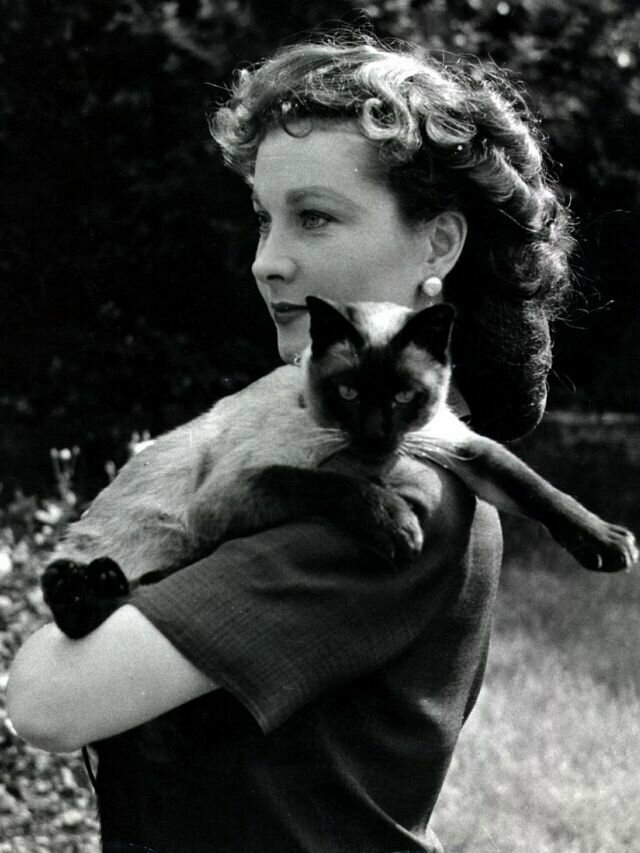 Вивьен Ли с сиамским котом Нью-Бой, 1940