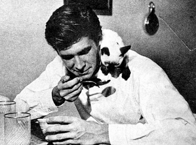 Энтони Перкинс угощает сиамскую кошку мороженым, 1950-е
