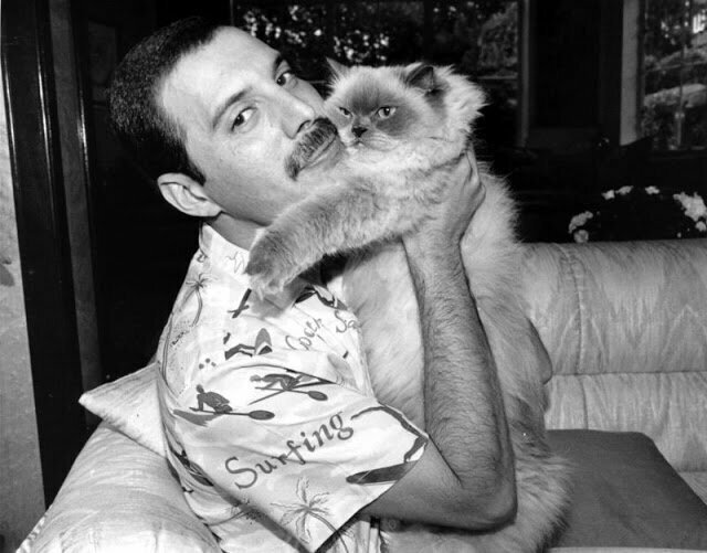 Фредди Меркьюри со своей кошкой Тиффани, 1986