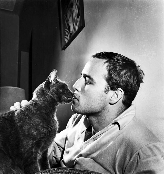 Марлон Брандо целует кошку, 1950-е