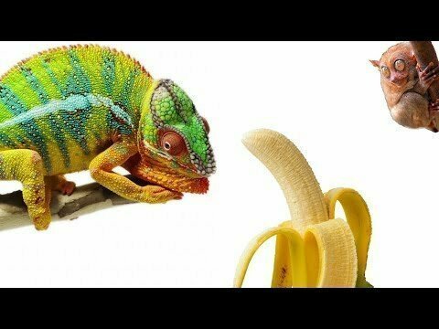 Кормим хамелеонов бананами 