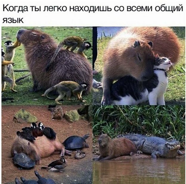 Прикольные и смешные картинки