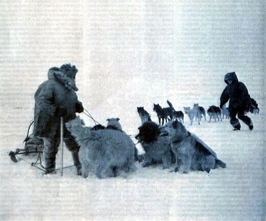 Как собаки Северный полюс открывали. (Одна страшная история)