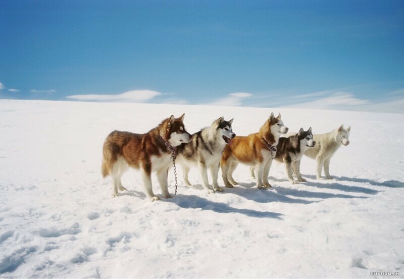 Как собаки Южный полюс открывали (Продолжение одной страшной истории)