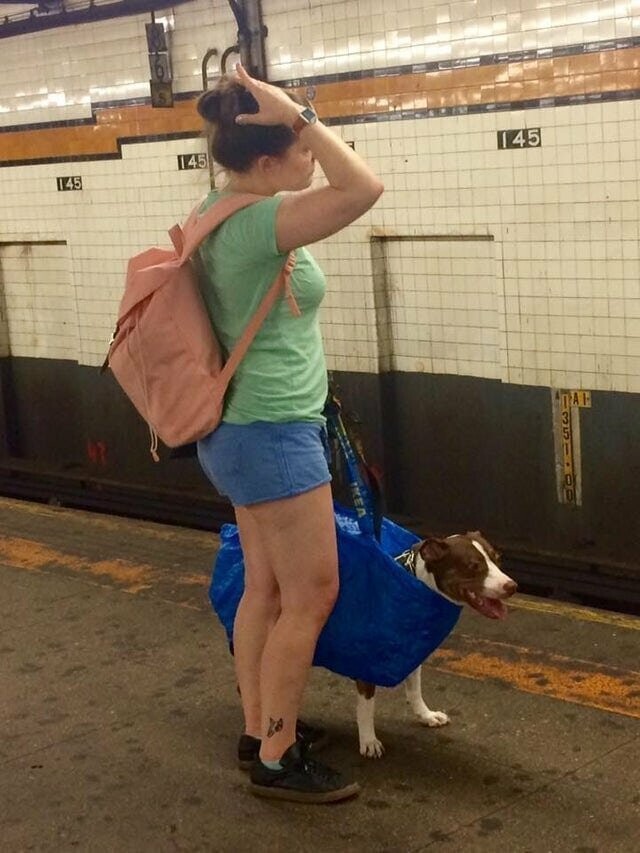16. В Нью-Йорке в метро нельзя возить собак, которые не помещаются в сумку