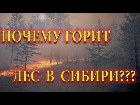 Лесные пожары в Сибири. Почему горит лес в Сибири? 