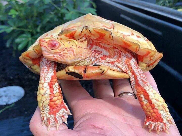 6. Черепаха-альбинос