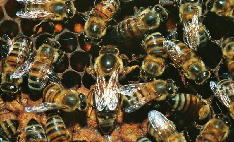 Пчелы — это не только мед