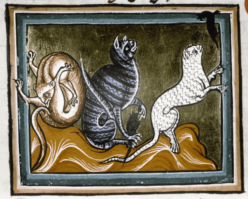 Ашмольский бестиарий, Англия, 13 век
