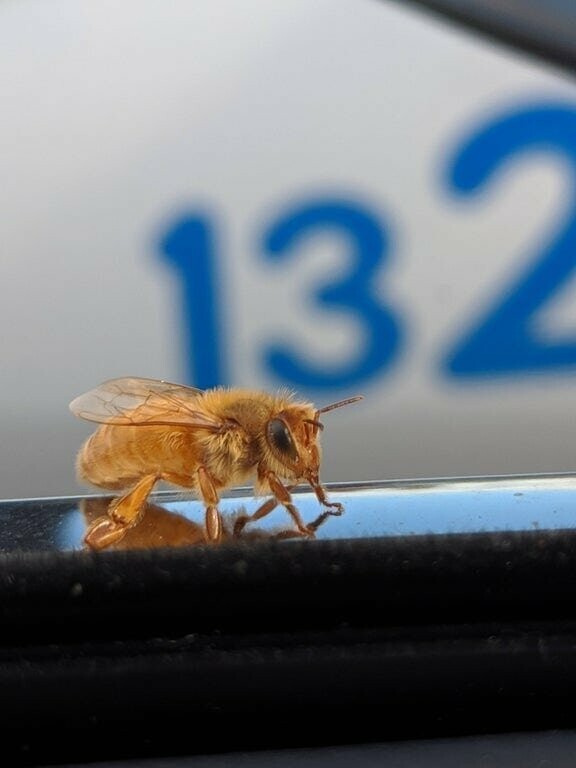 3. «Сегодня на мою машину приземлилась золотая пчела»