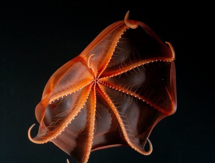 Кроме Bolitaeninae среди осьминогов светиться умеют представители вида Stauroteuthis syrtensis