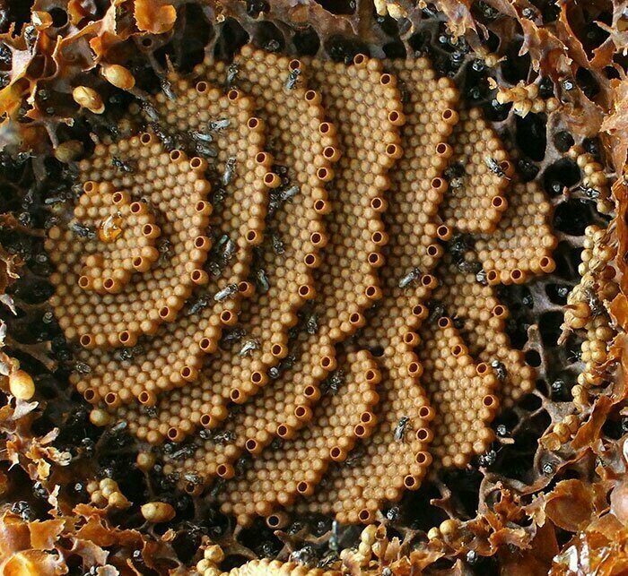 Австралийские сахарные пчелы - настоящие архитекторы. Они создают единственные в своем роде спиральные гнезда