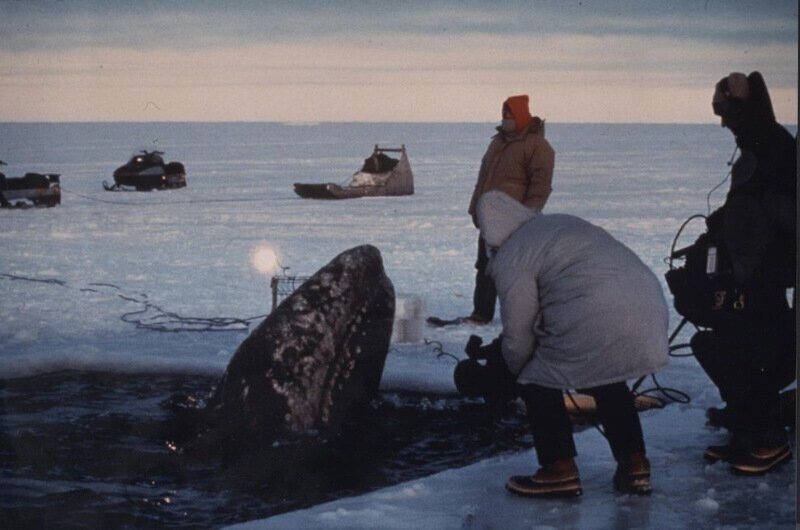Операция «Прорыв». Как американцы и русские вместе спасали китов