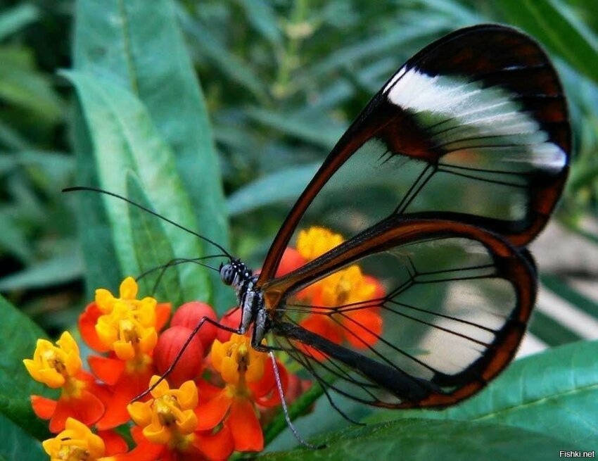 Грета ото или стеклянная бабочка