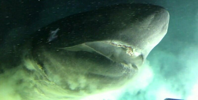 Исследователи встретили под водой гигантскую шестижаберную акулу