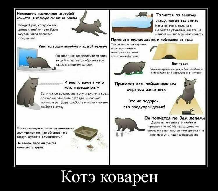 Образ Котэ в демотиваторах