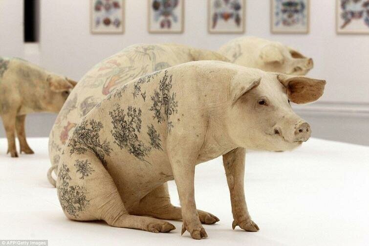 О татуировках на свиньях