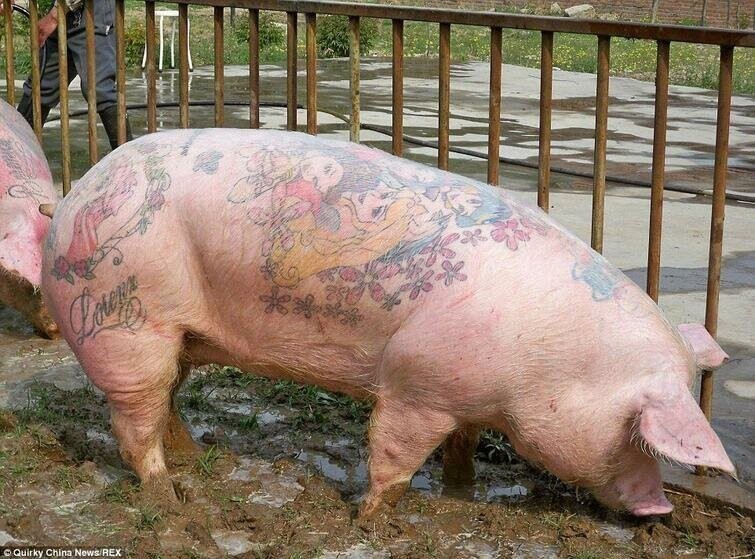 О татуировках на свиньях