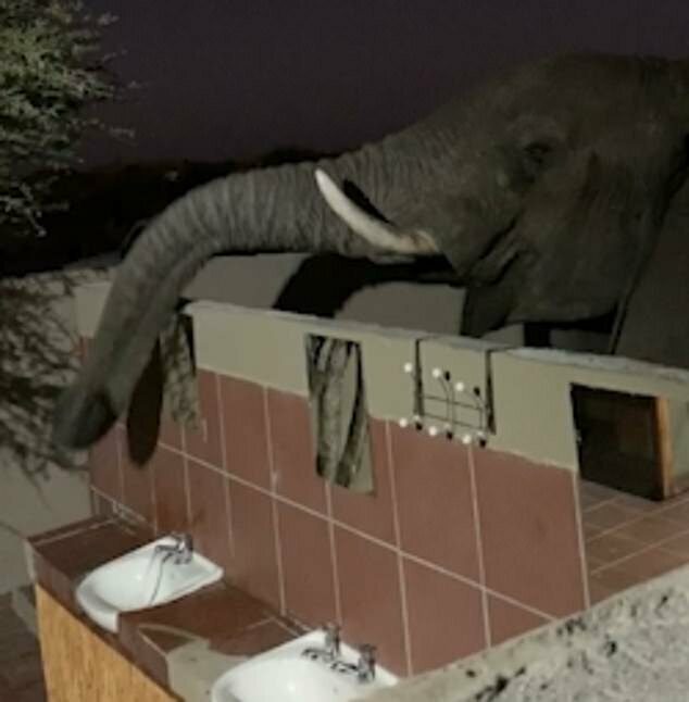 Утомленный жаждой слон пришел к туристам в душевую