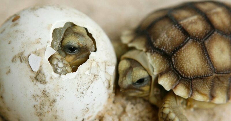 Ученые пришли к выводу, что эмбрионы черепах способные регулировать температуру тела и менять свой пол