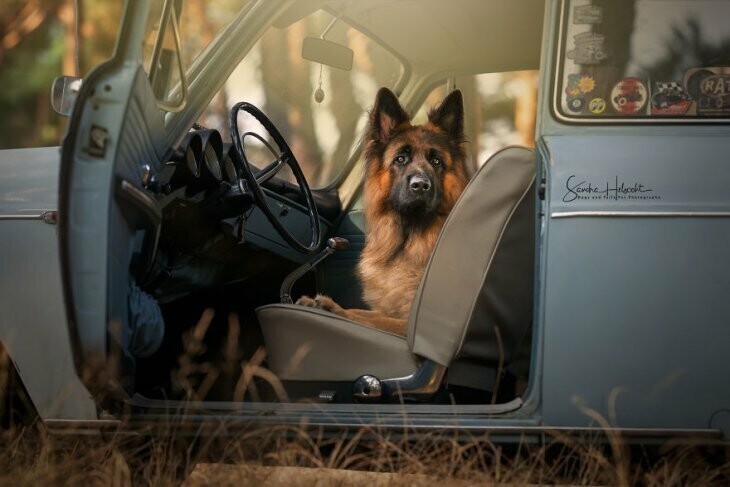 Собаки на винтажных автомобилях своих владельцев