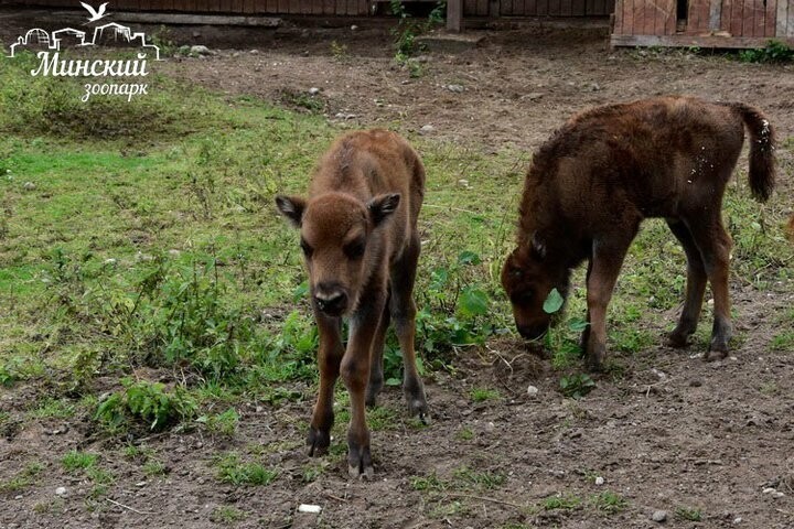 В Минском зоопарке родились зубрята-близнецы