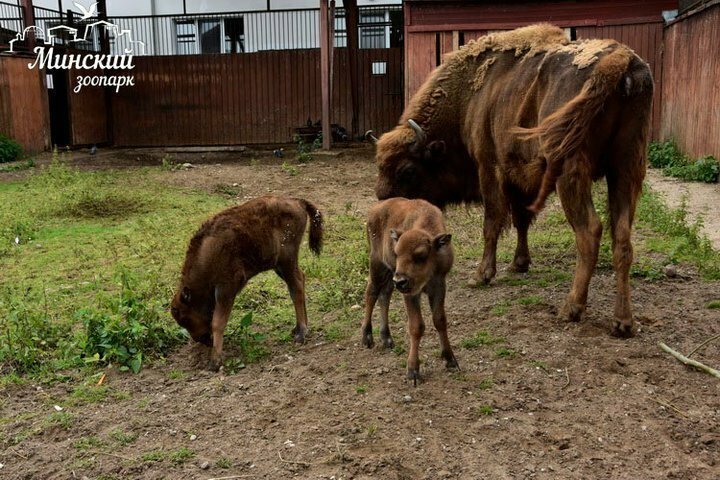 В Минском зоопарке родились зубрята-близнецы