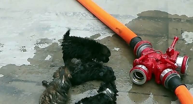 В Китае добросердечные пожарные спасли 5 щенков, оказав им первую помощь