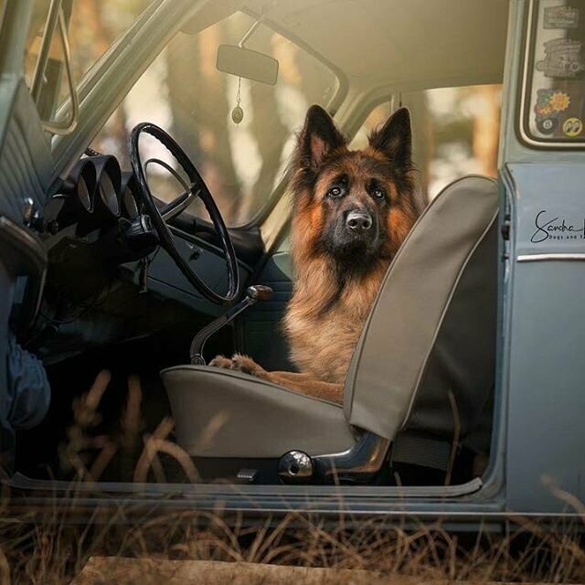 Фотограф из Бельгии снимает собак и винтажные автомобили. Получается очень органично!